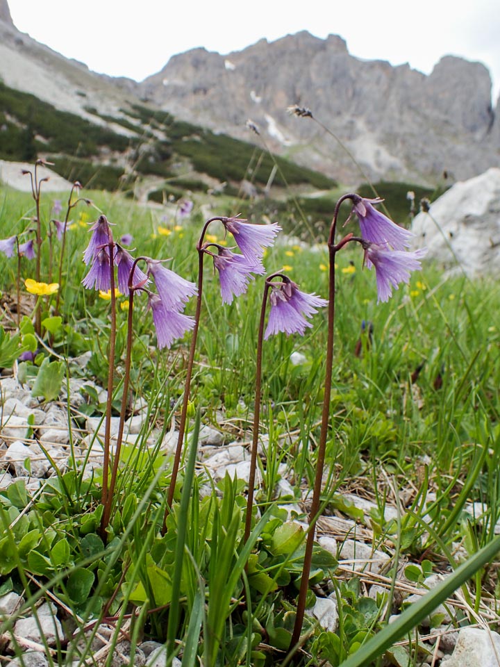 Mountain Flowers in the Dolomites