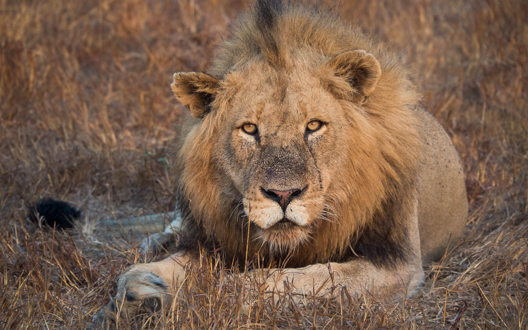 safari-roads-lion-roadblock