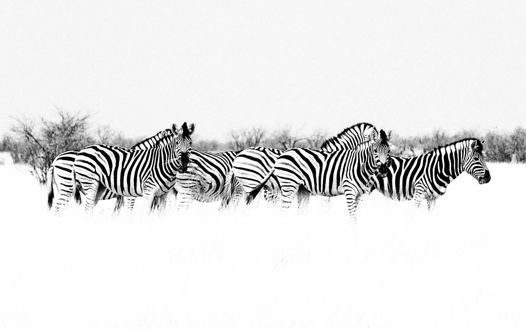 Etosha Animals HeyKey Panorama 03