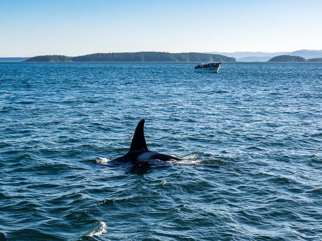 Orca Whale | Haro Strait | 2018