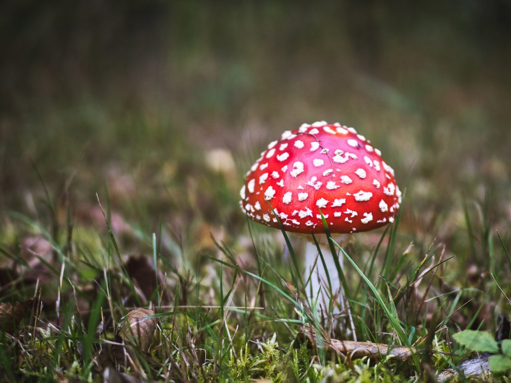Mushrooms in autumn