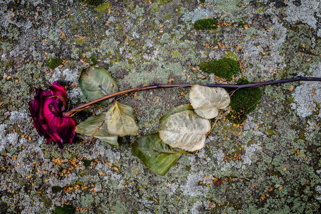 A rose for the dead