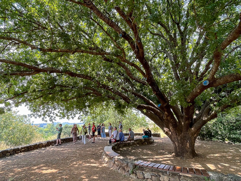 Giant Pistachio Tree in Tel Dan Nature Reserve