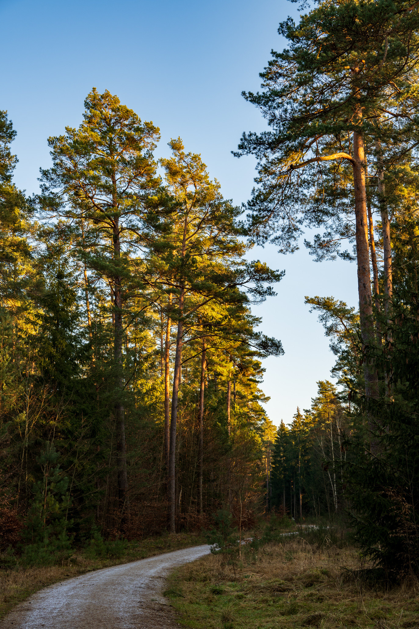 Forest road at sunset