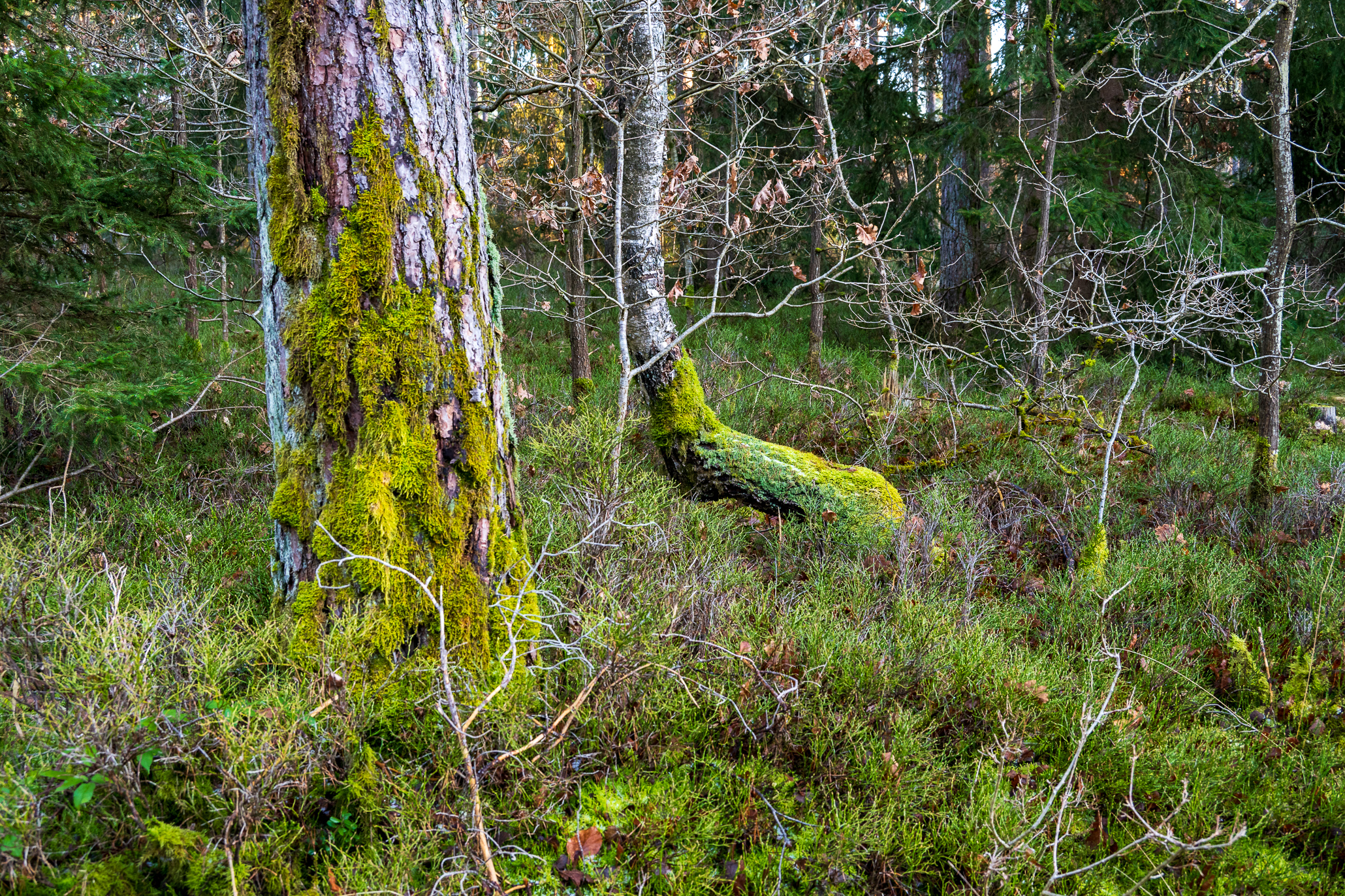Crooked trees in forest