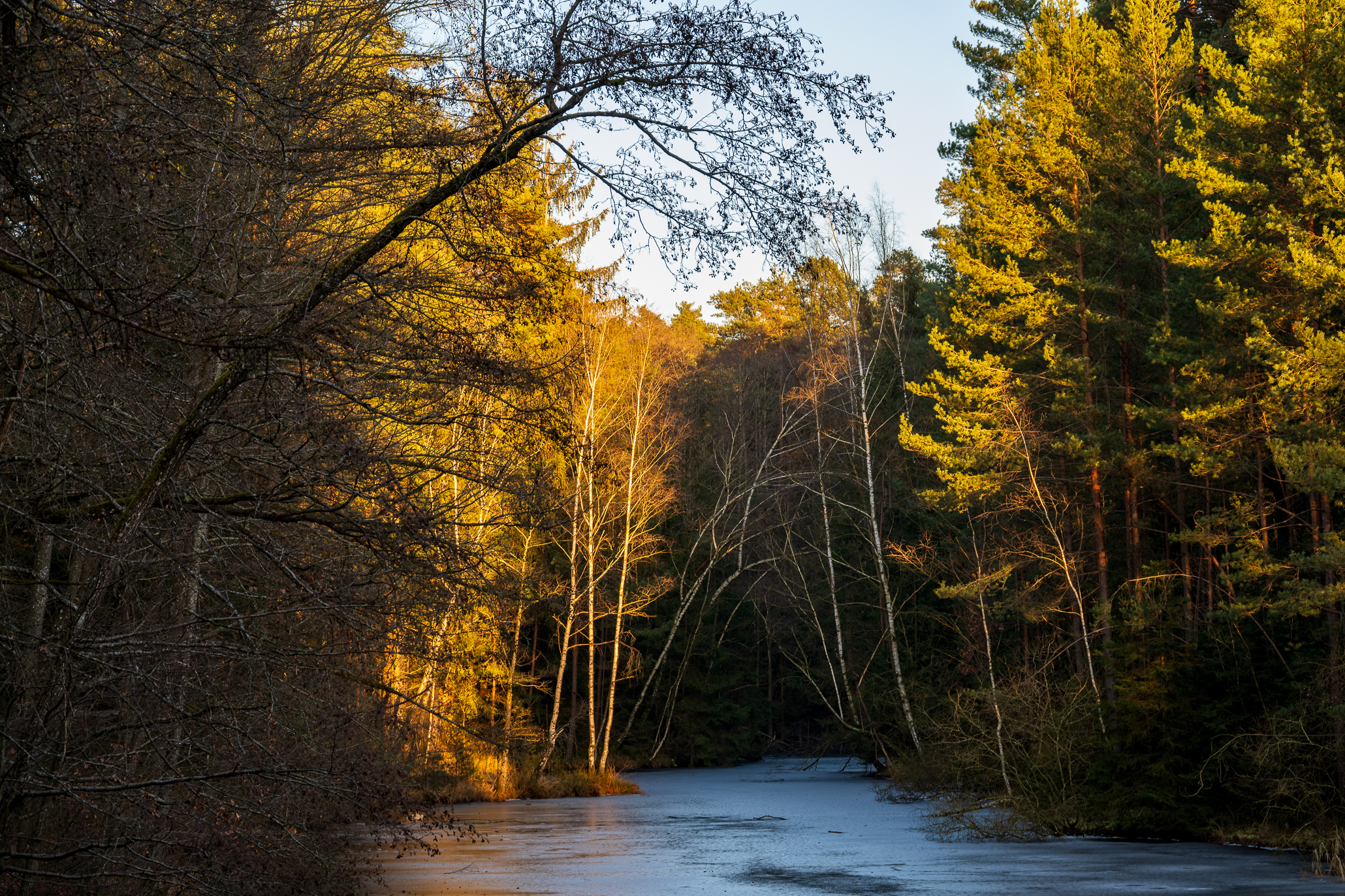 Frozen forest lake
