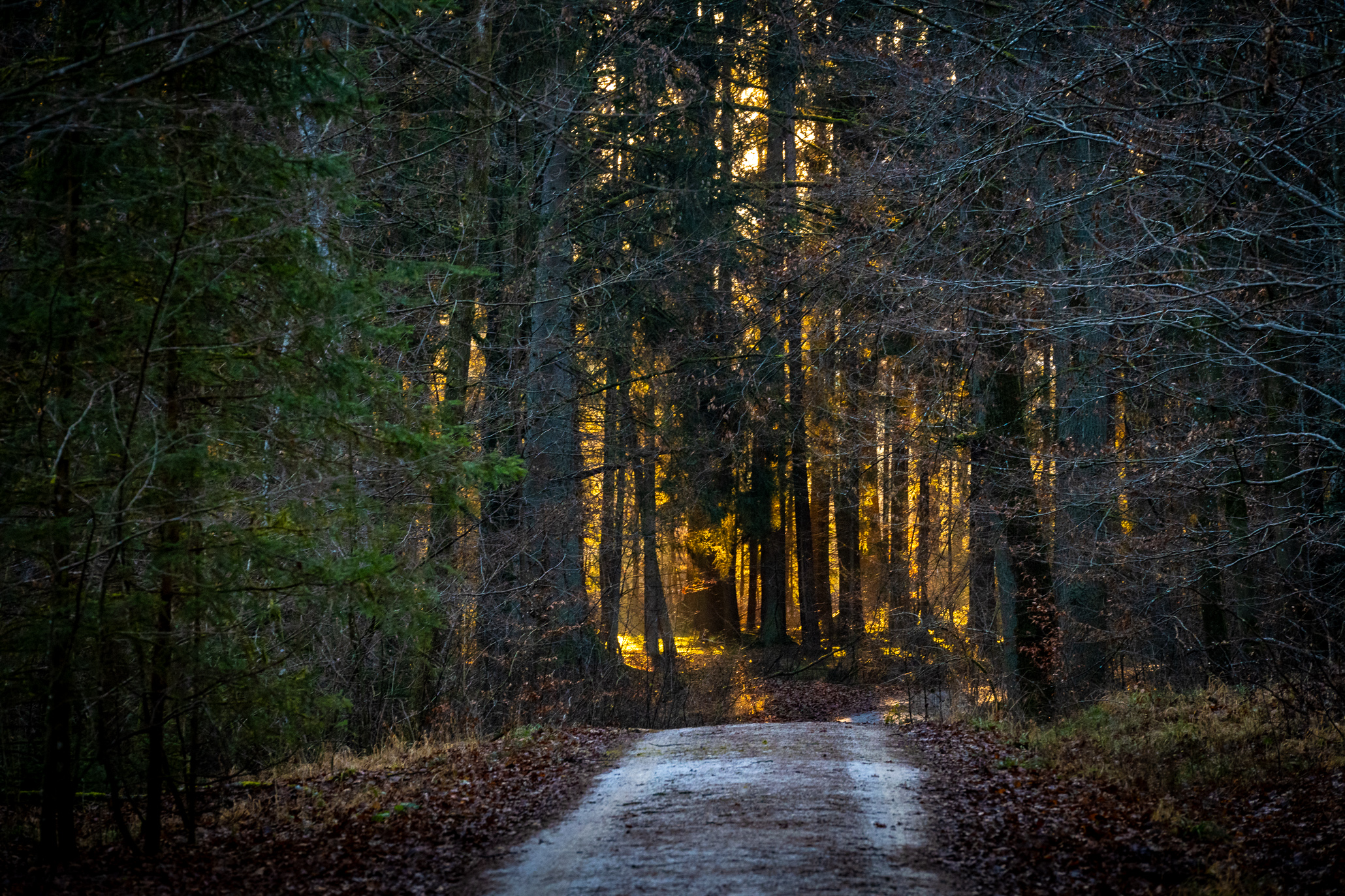 Forest sunset makes trees glow golden