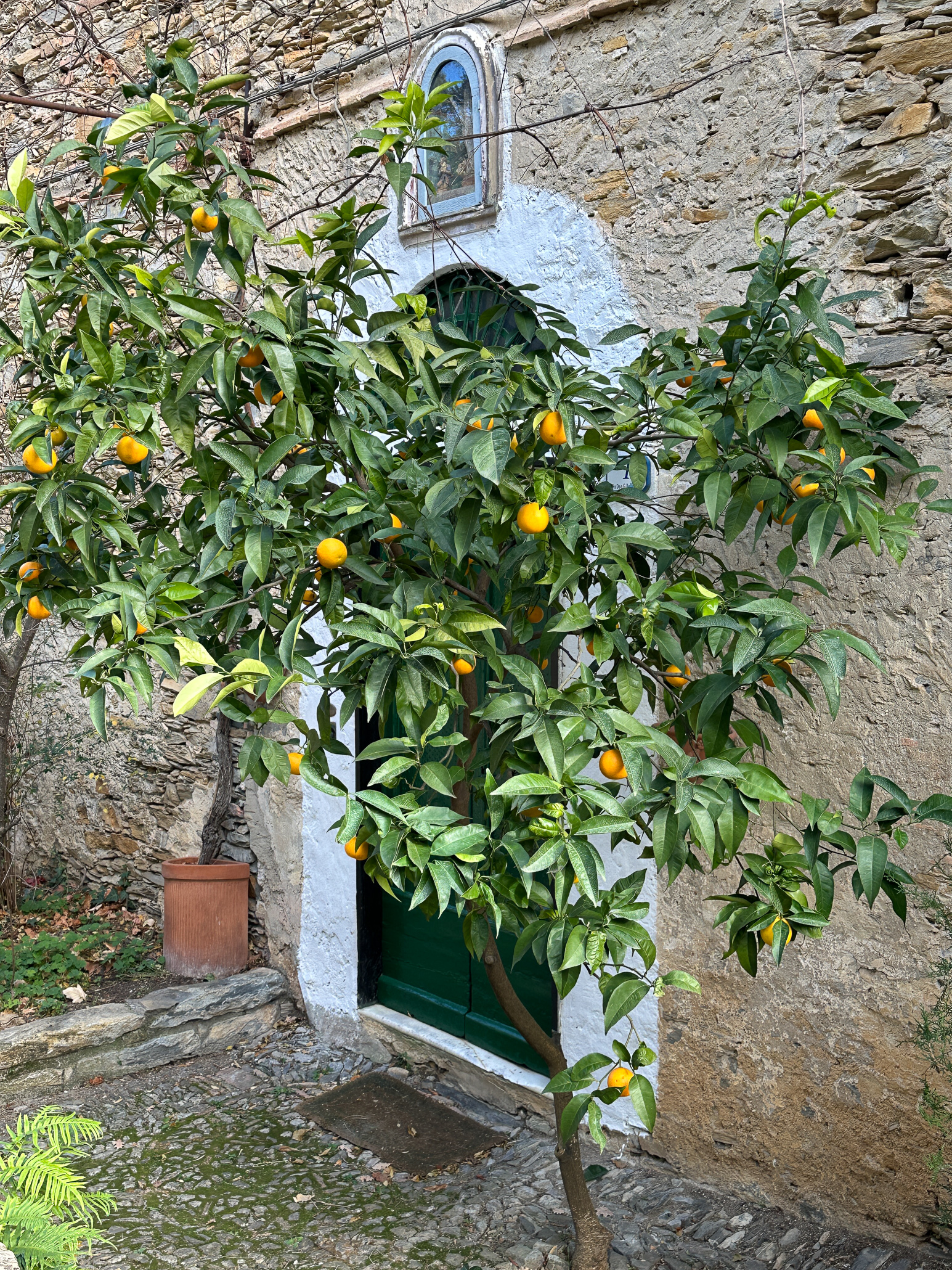 Orange Tree at a church entrance