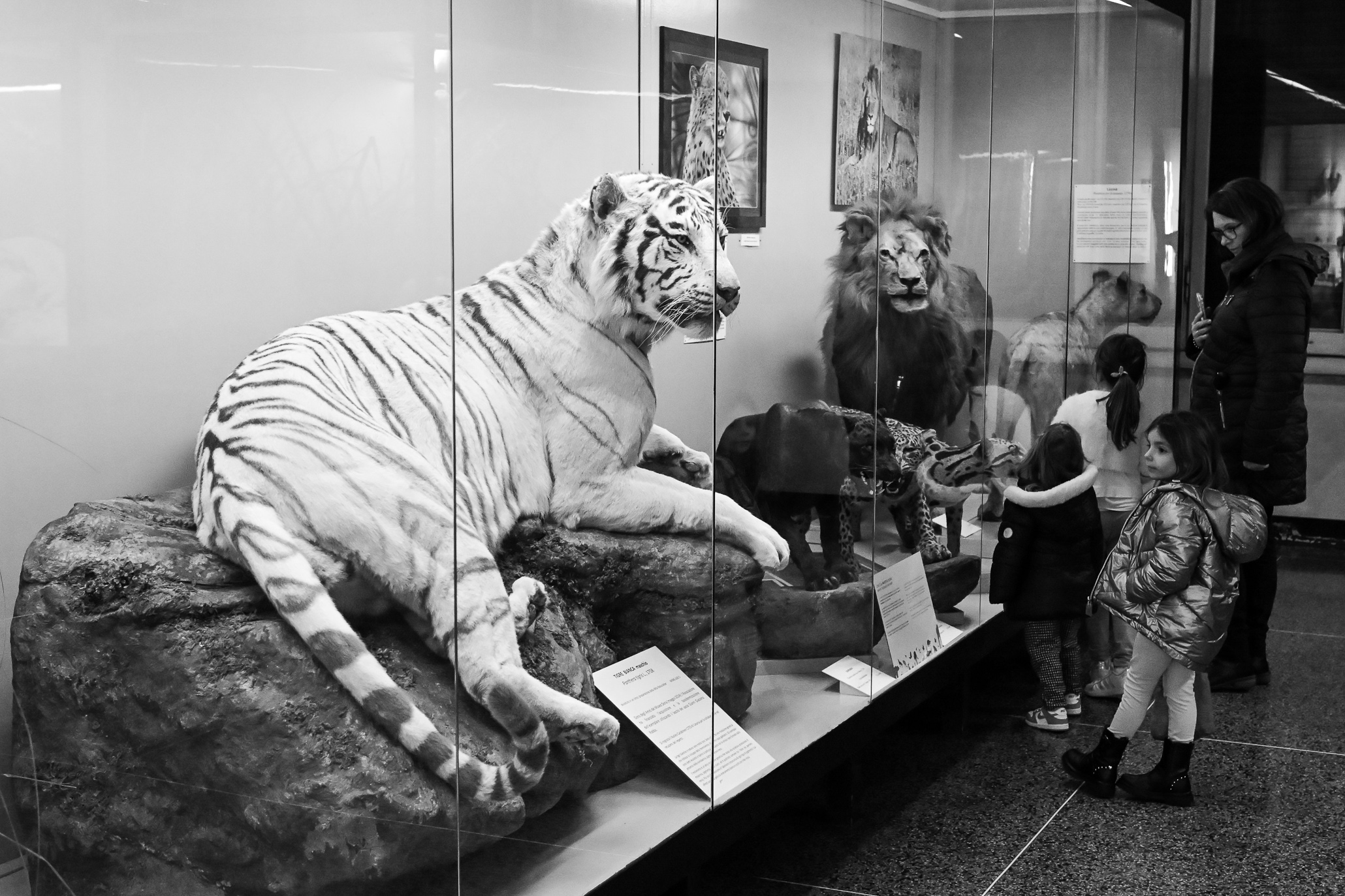 White Giant - a stuffed white Tiger in Genoa's Museum of Natural History