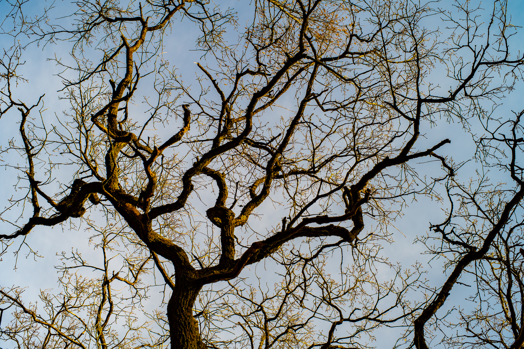 Vintage Lense Photography with the Pentax Asahi SMC Takumar