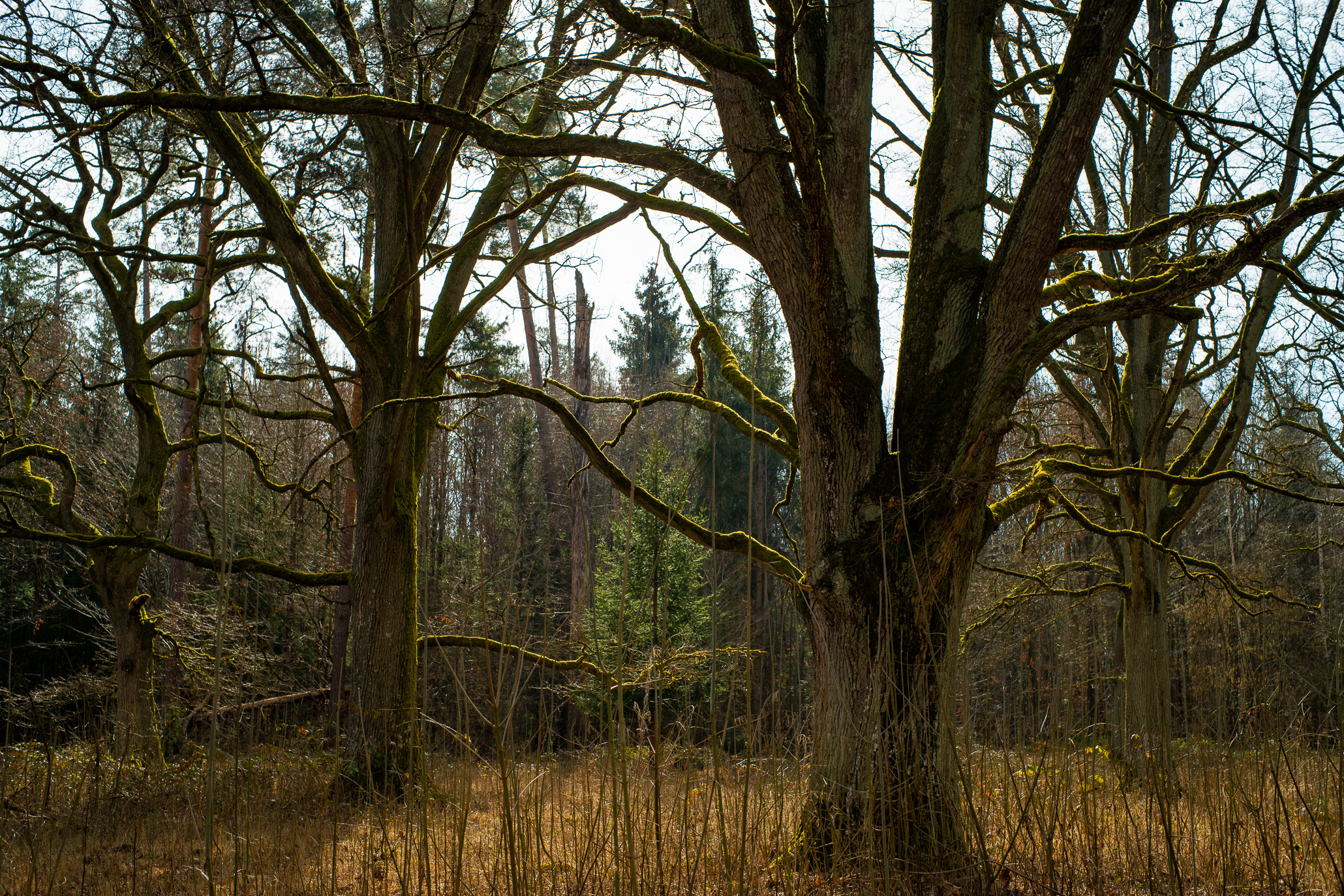 Vintage Lense Photography with the Pentax Asahi SMC Takumar