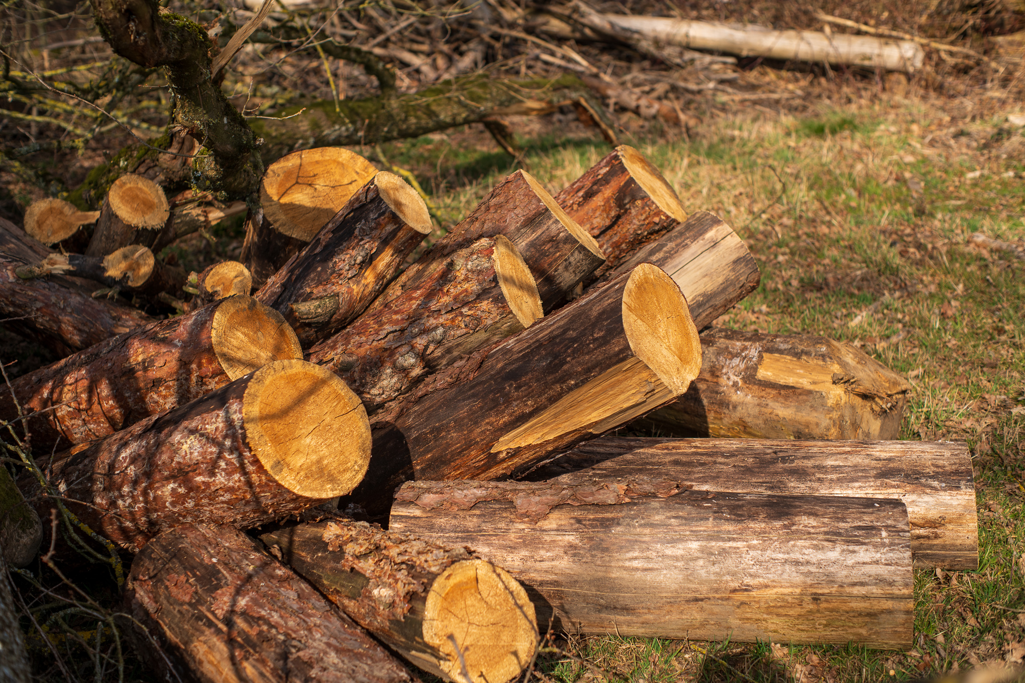 Vintage Lense Photography with the Pentax Asahi SMC Takumar