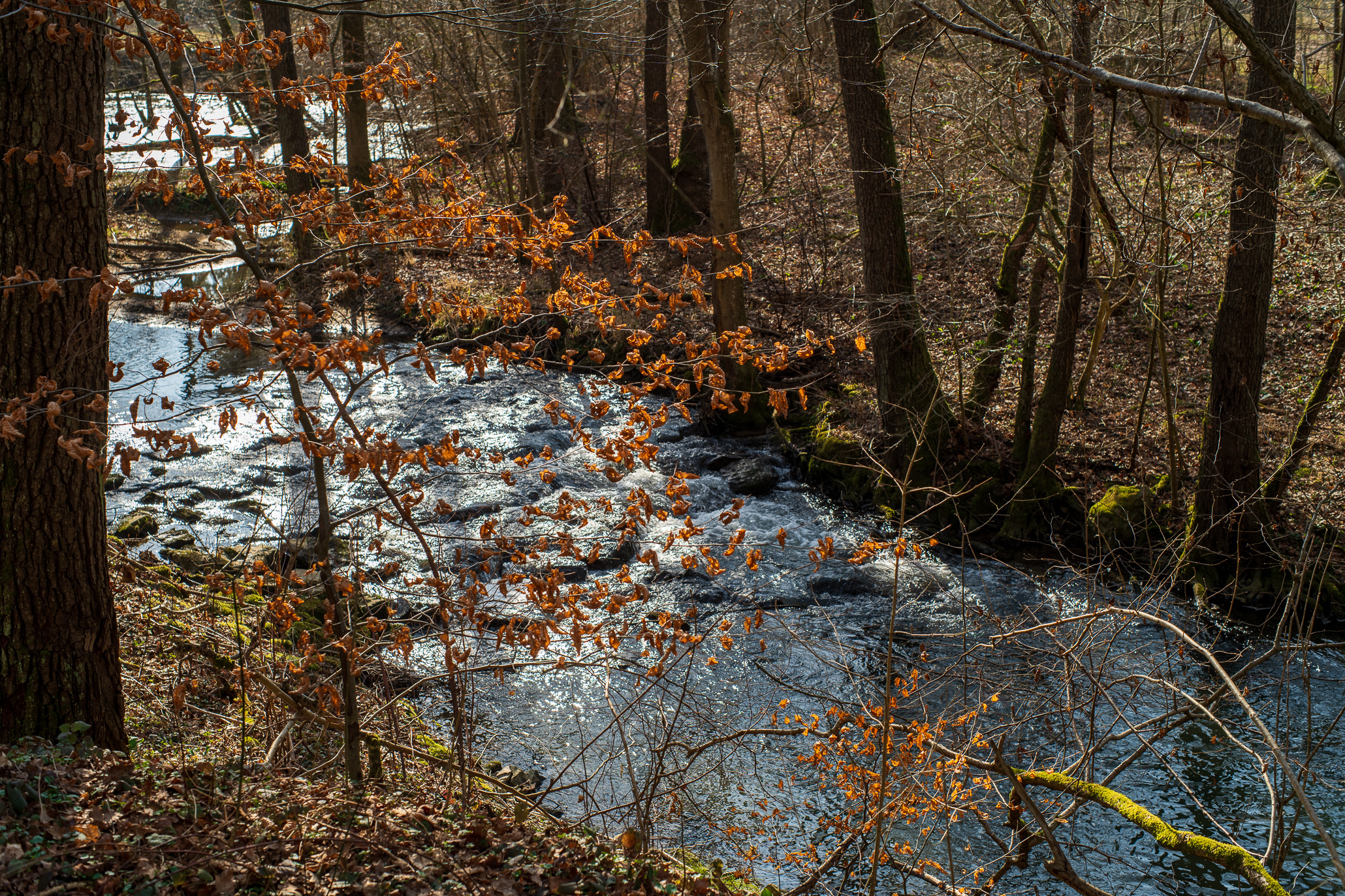 Vintage Lense Photography with the Pentax Asahi SMC Takumar