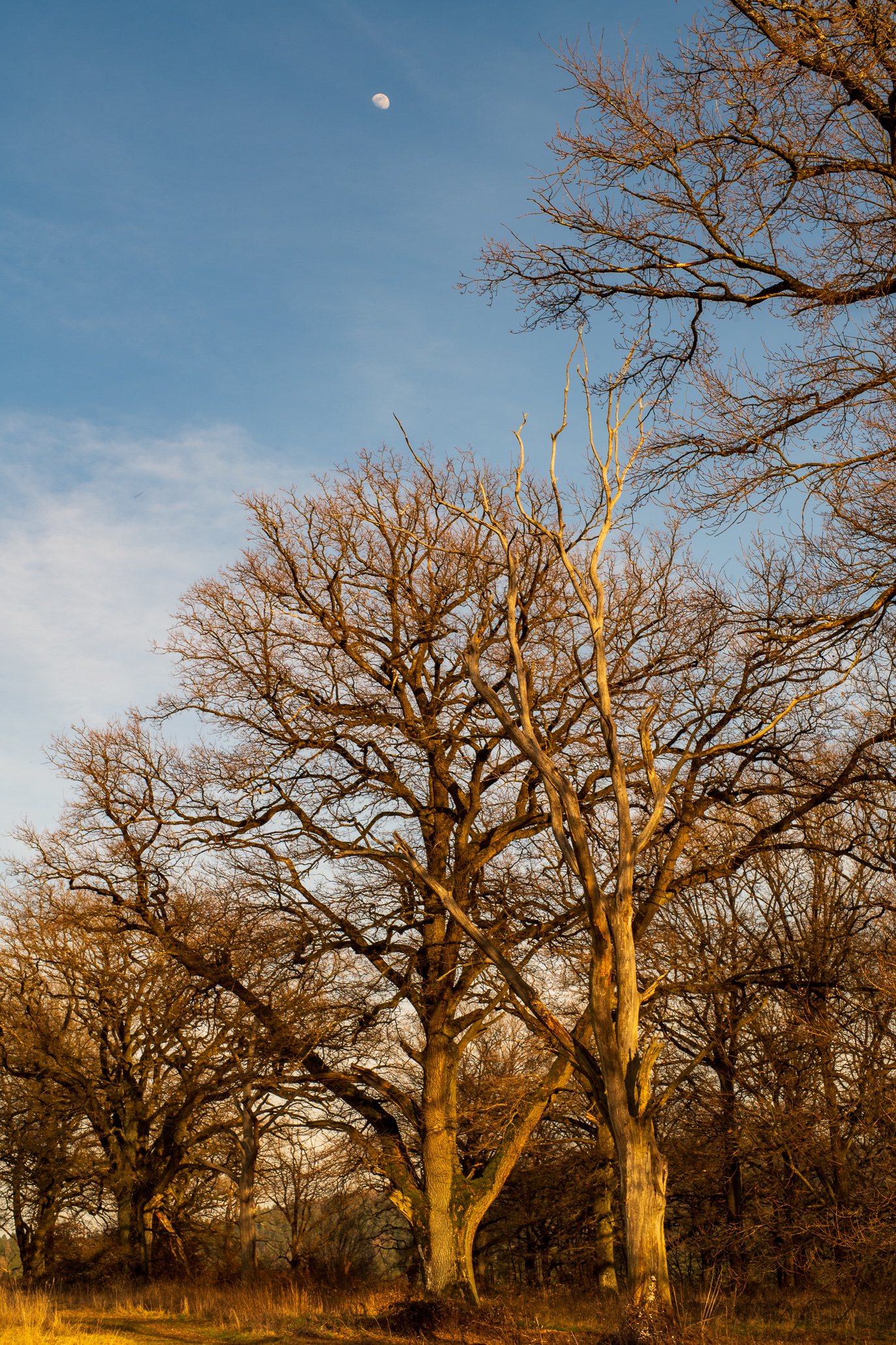 Vintage Lense Photography with the Pentax Asahi SMC Takumar