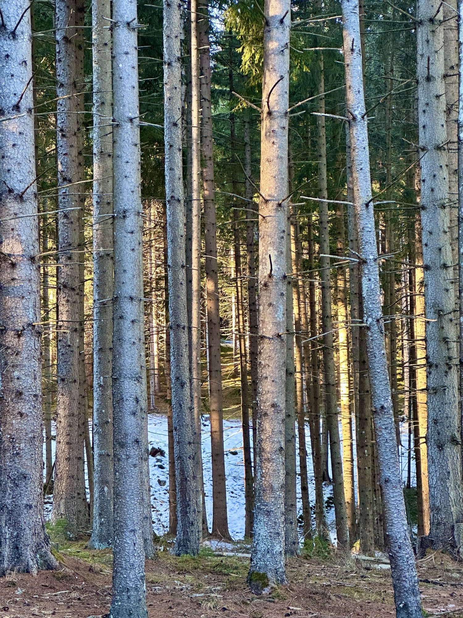 Backlit mountain forest captured on a walk with my phone