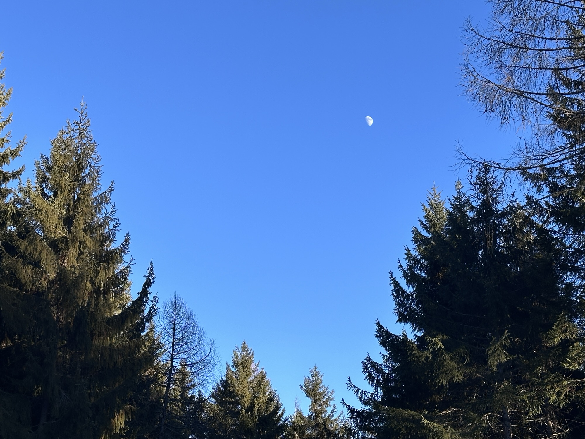 Half moon above a mountain forest