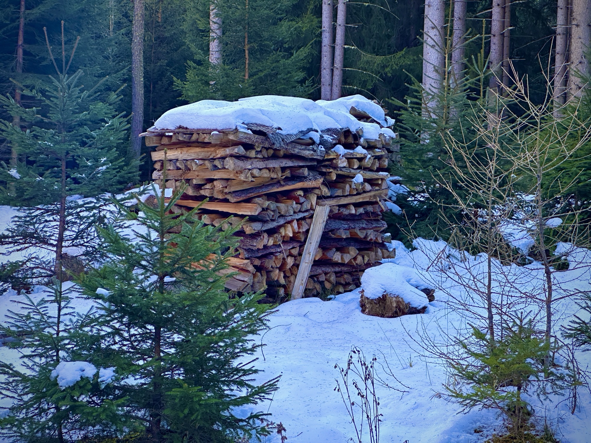 Woodstack in a mountain forest captured on a walk with my phone