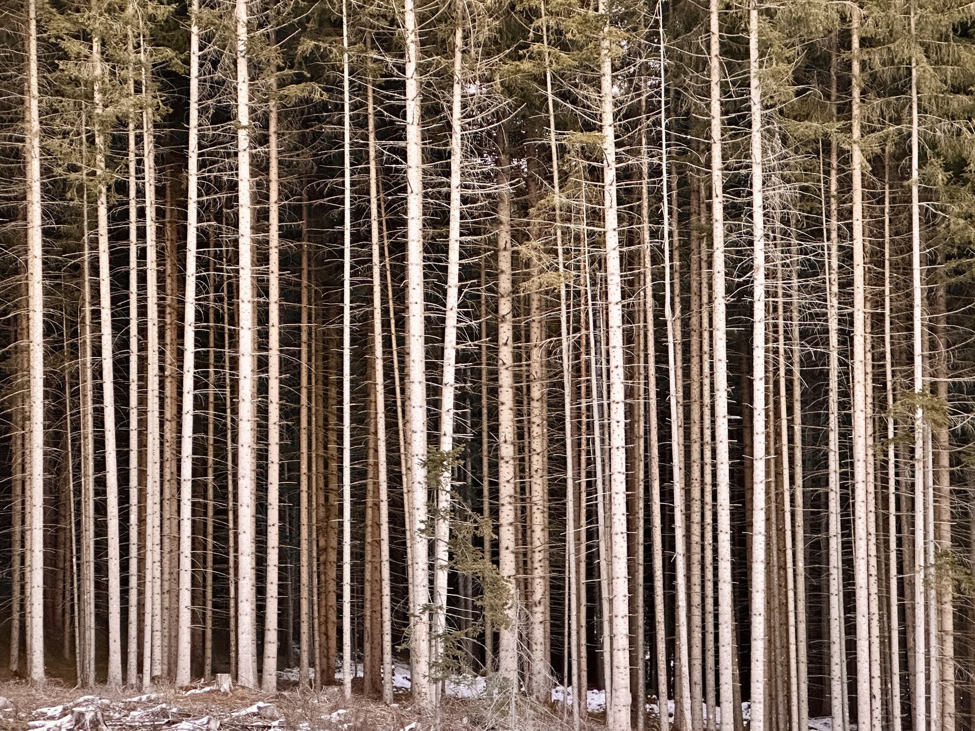 mountain forest shapes