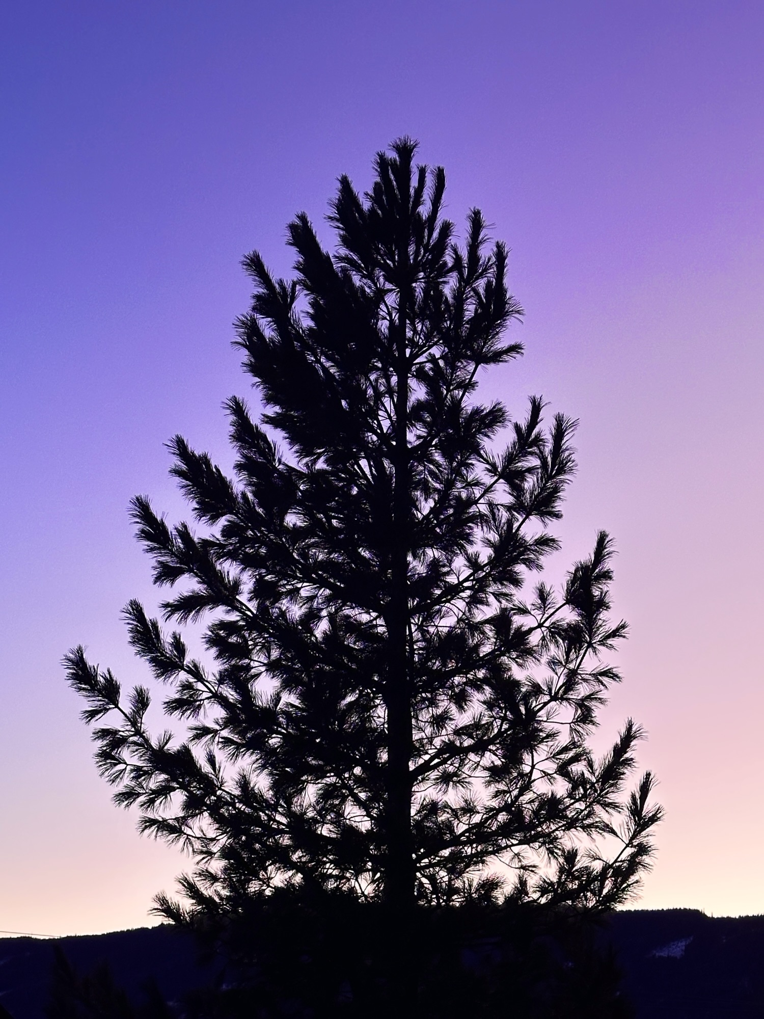 Tree silhouette in front of a purple sky