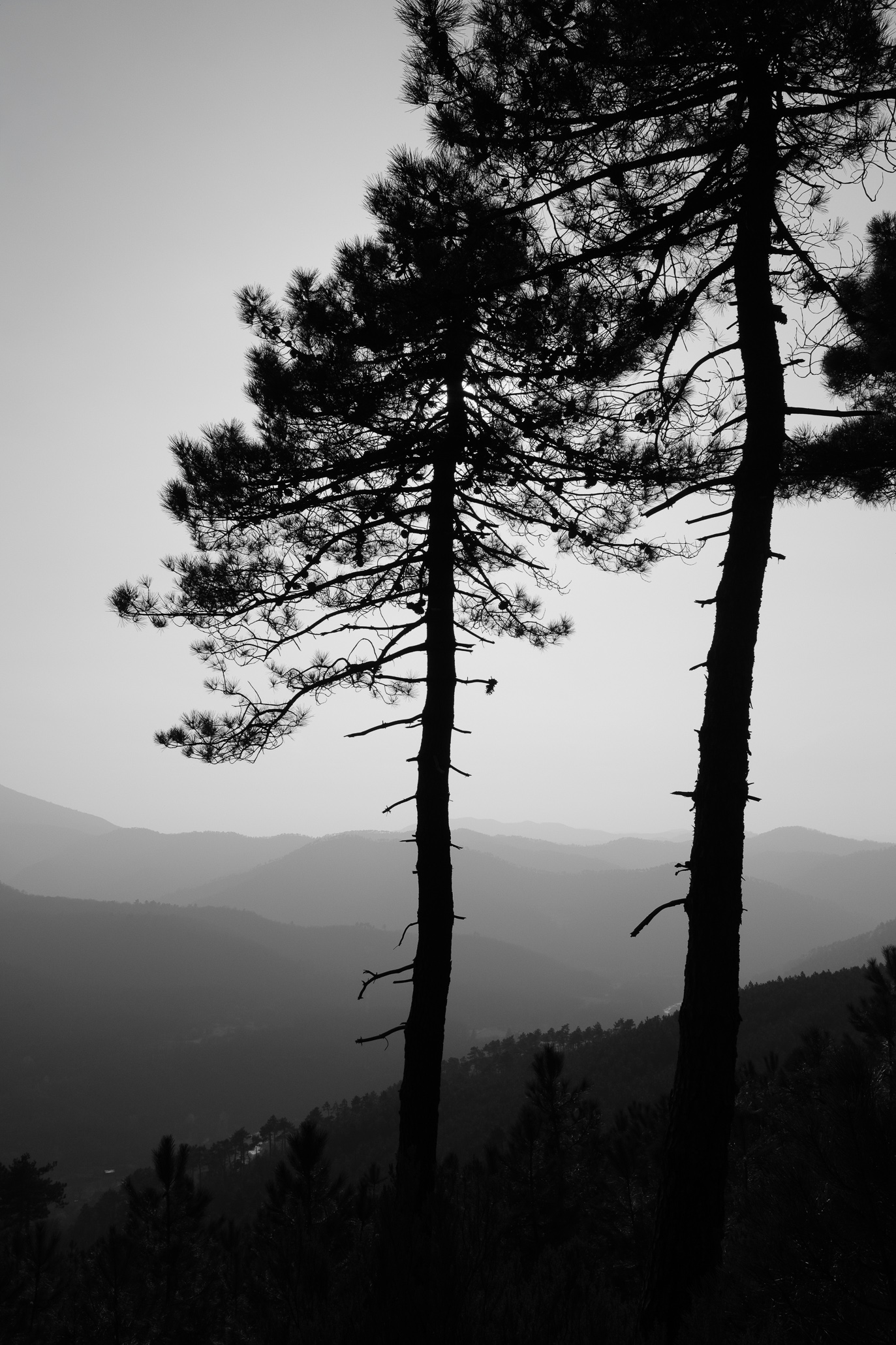 Pine Tree Silhouettes